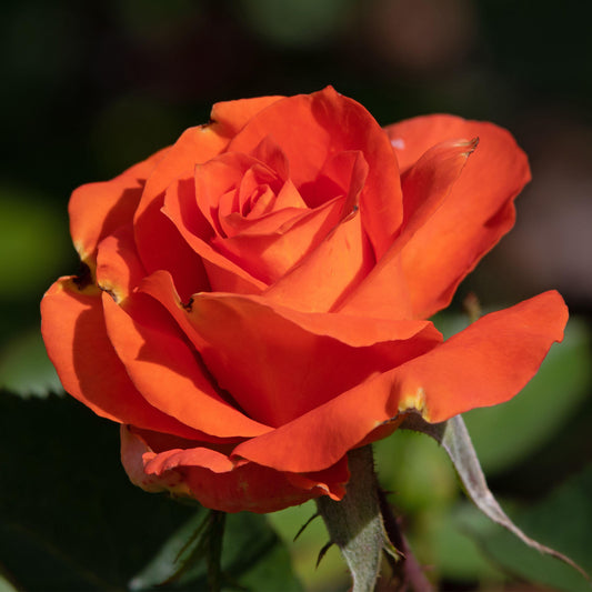 Rosa 'Burning Desire'