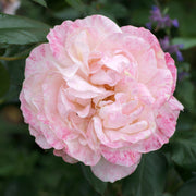 Rosa 'English Miss'