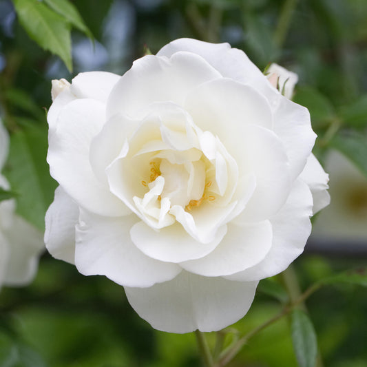 Rosa 'Iceberg'