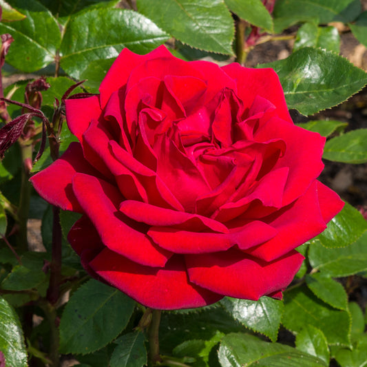 Rosa 'Ingrid Bergman'