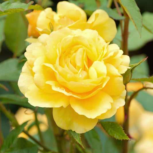 Rosa 'Precious Gold'