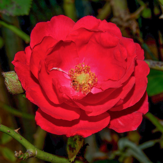 Rosa 'Red Wanderer'