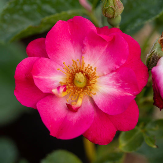 Rosa 'Rosy Cheeks'