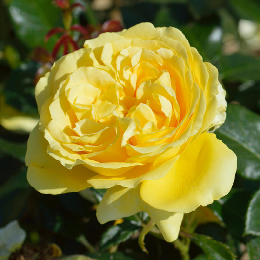 Rosa 'Summer Gold'