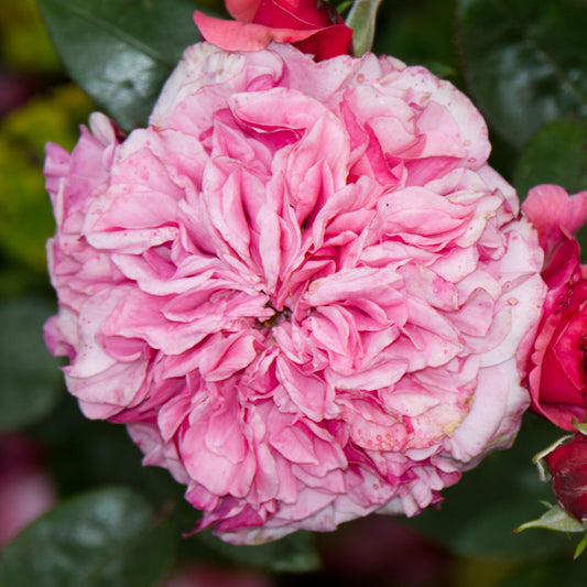 Rosa 'Timeless Pink'