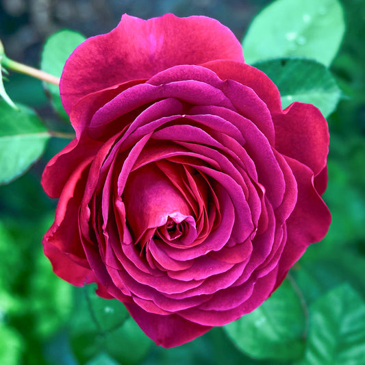 Rosa 'Timeless Purple'