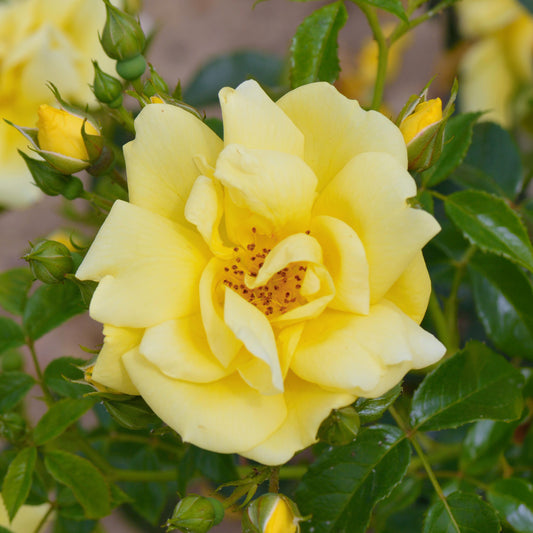 Rosa 'Gold Flower'