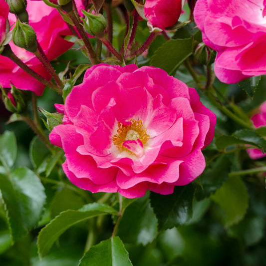 Rosa 'Pink Flower'