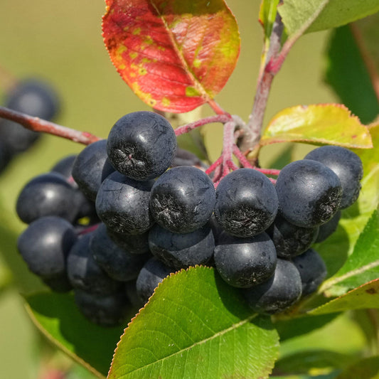 Chokeberry 'Nero'