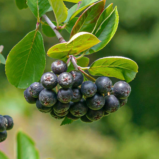 Chokeberry 'Viking'