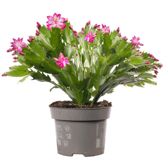 Pink Christmas Cactus