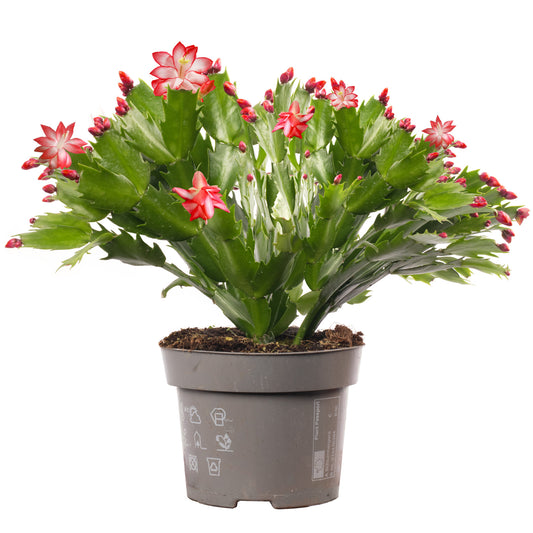 Red Christmas Cactus