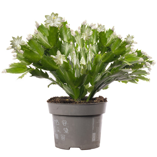 White Christmas Cactus