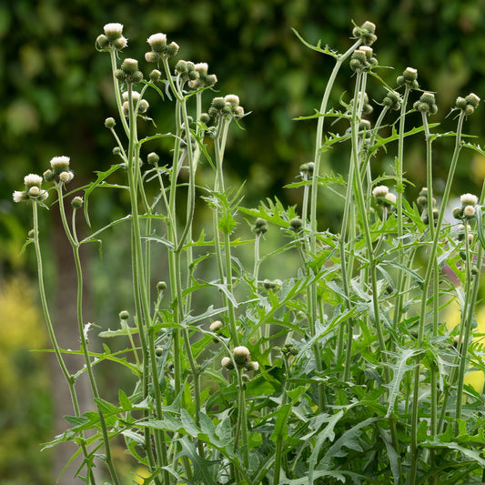 Cirsium 'Frosted Magic'