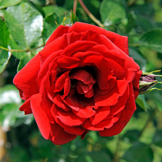 Rosa 'Courtyard Carimbo'