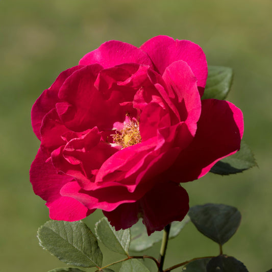 Rosa 'Paul's Scarlet'