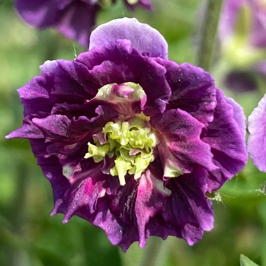 Geranium 'Joseph Green'