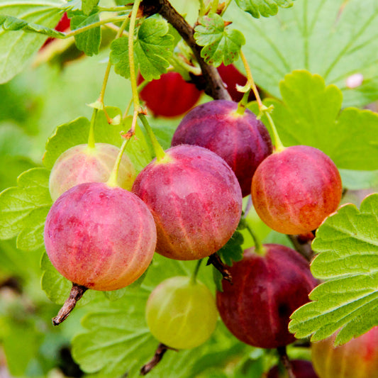 Gooseberry 'Achilles'