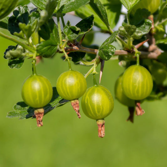 Gooseberry 'Tatjana'