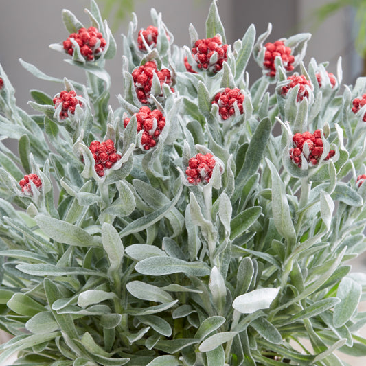 Helichrysum 'Red Jewel'