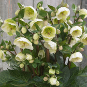 Helleborus 'Frostkiss Moondance'