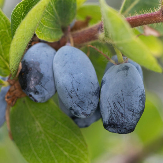 Honeyberry 'Blue Treasure'