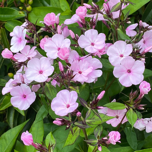 Phlox 'Famous Light Pink'