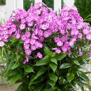 Phlox 'Famous Light Purple'