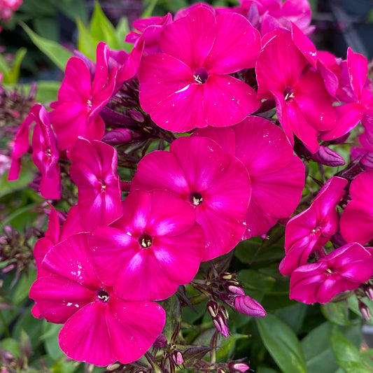 Phlox 'Famous Magenta'