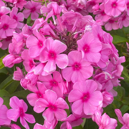 Phlox 'Famous Pink'