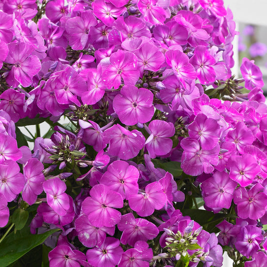 Phlox 'Famous Purple'