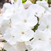 Phlox 'Famous White'