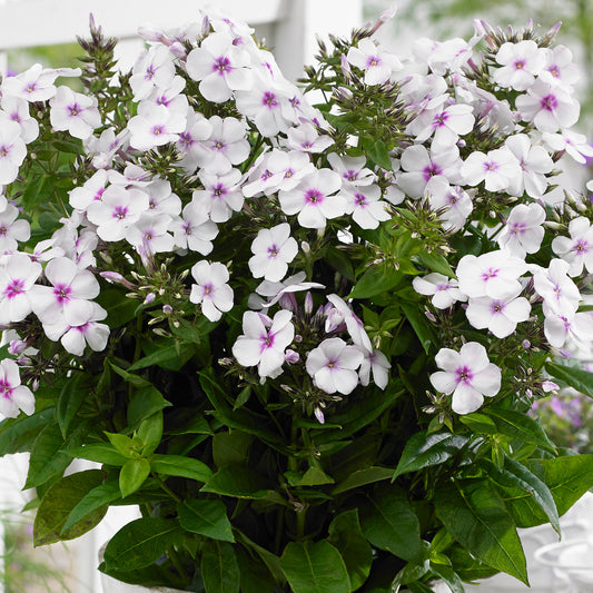 Phlox 'Famous White Eye'