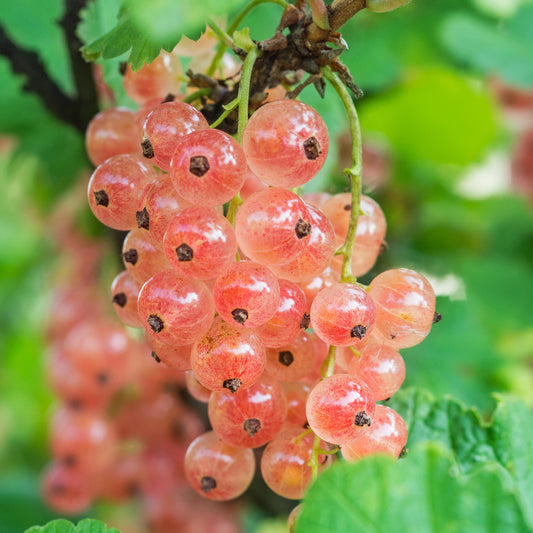 Pinkcurrant 'Gloire de Sablons'