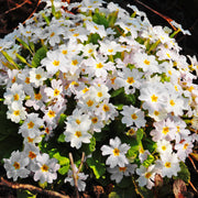 Primula 'Oakleaf White'