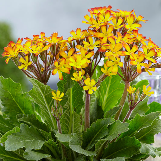 Primula 'Oakleaf Yellow Picotee'