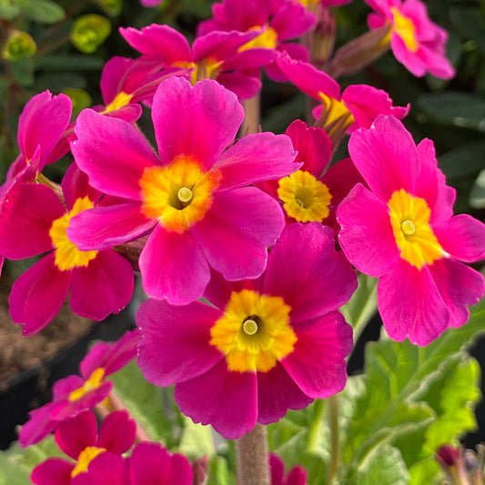 Primula 'Oakleaf Magenta'