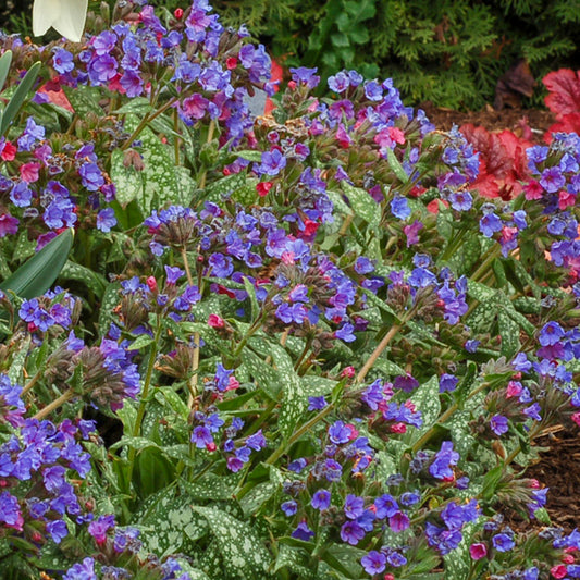 Pulmonaria 'Trevi Fountain'