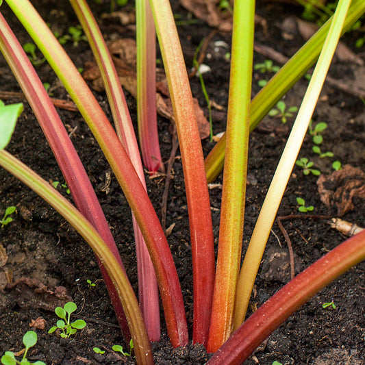 Rhubarb 'Holsteiner'