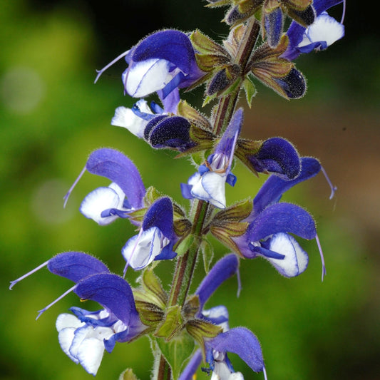 Salvia 'Madeline'