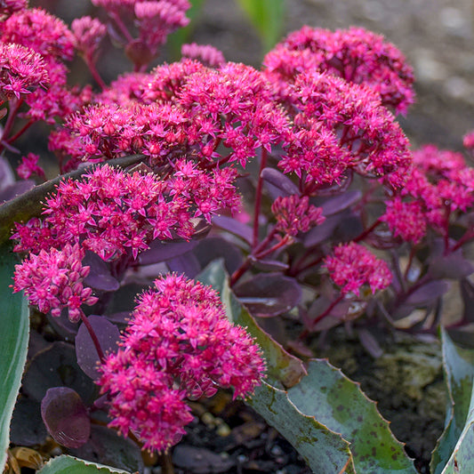 Sedum 'Superstar'