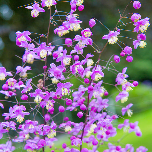 Thalictrum 'Purple Wings'