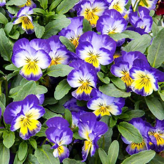 Viola Neptune Bedding Plants