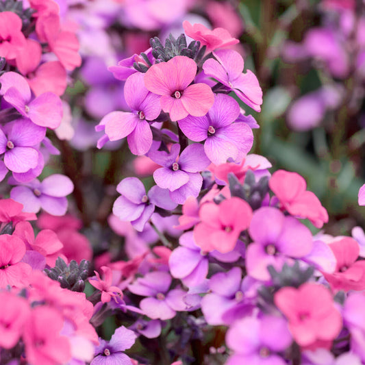 Wallflower Purple Bicolour Bedding Plants