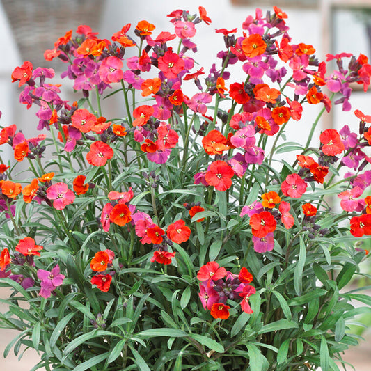 Wallflower Red Bedding Plants