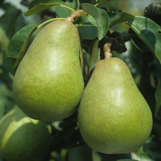 Pear 'Doyenné du Comice' Tree