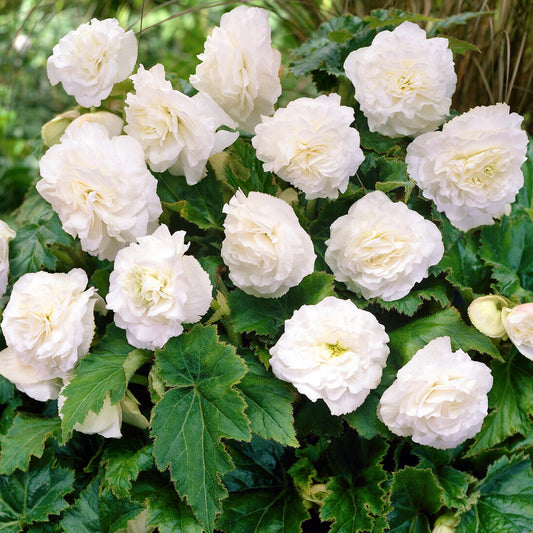 Begonia Non-Stop White Bedding Plants