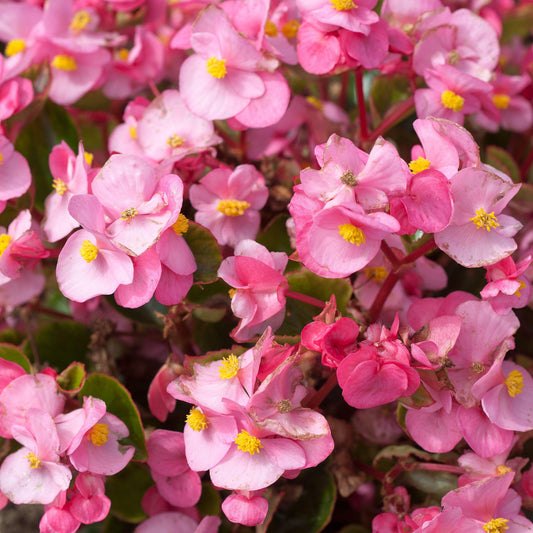 Begonia F1 Heaven Pink Bedding Plants