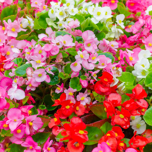 Begonia Organdy Mixed Bedding Plants