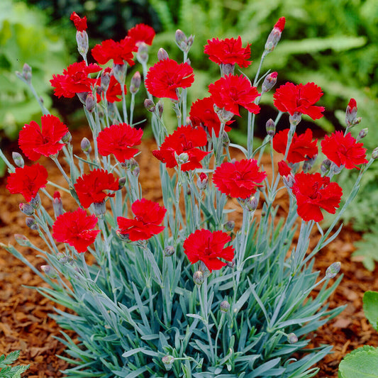 Dianthus Fire Bedding Plants